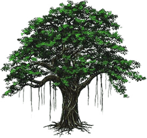 Buddha Tree PNG