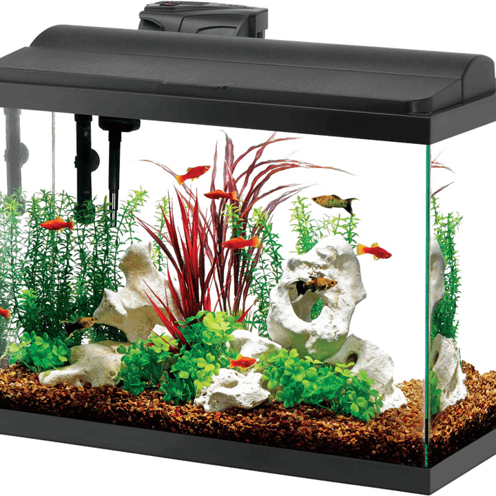 Fish Tank PNG