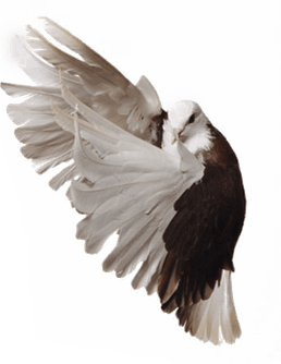 Pigeon PNG