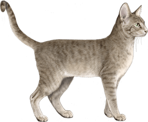 Petting Cat PNG