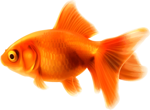 Gold Fish PNG