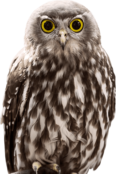 Owl Eyes PNG