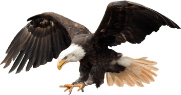 Hunt PNG