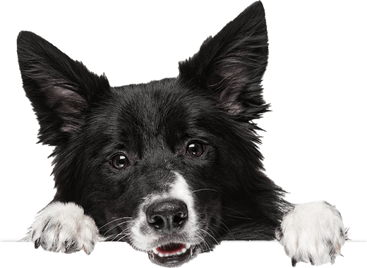 Scared Dog PNG