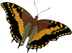 Painted Lady Butterfly PNG