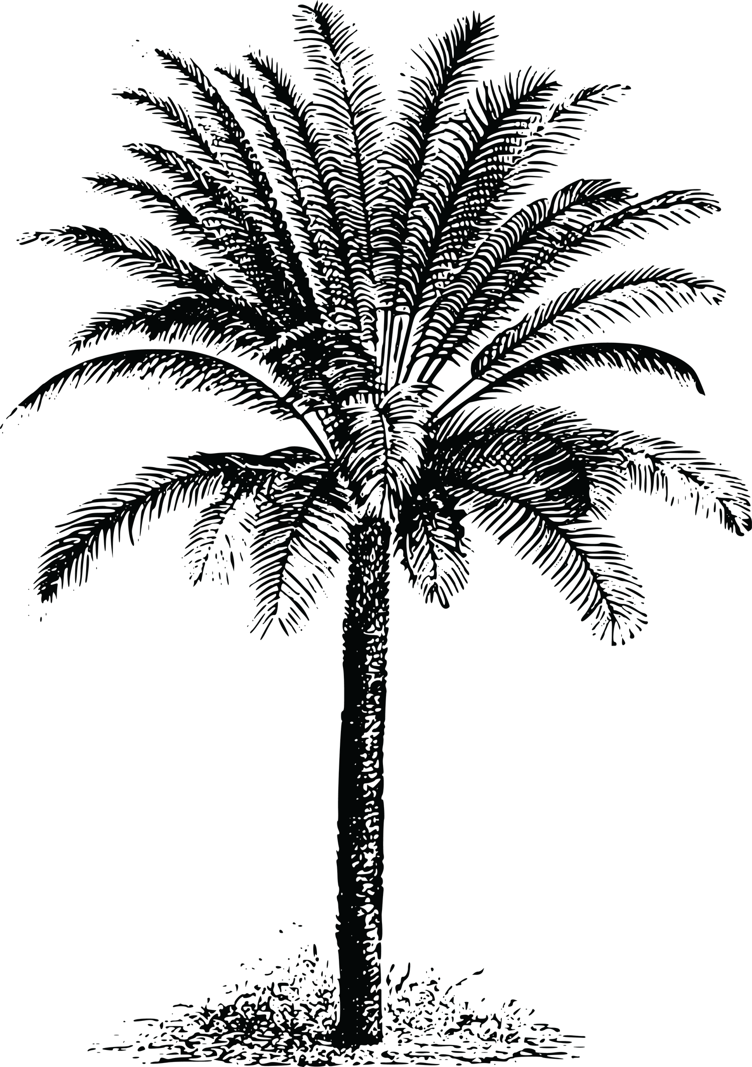 Palm Tree Black PNG