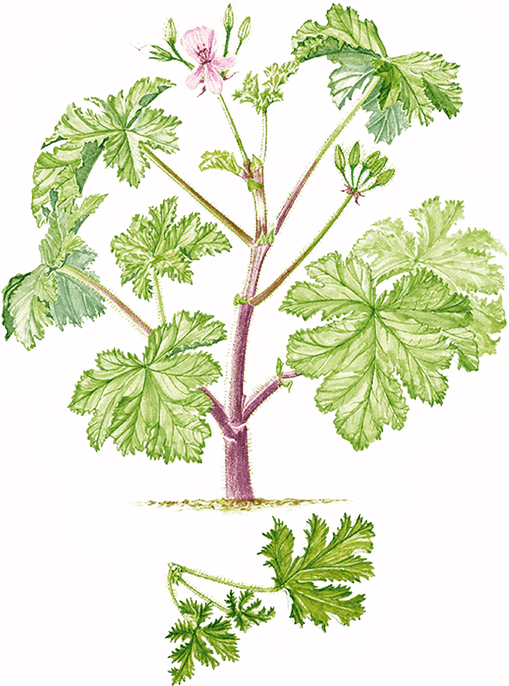 Geranium PNG