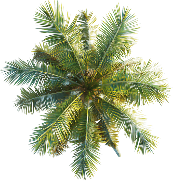 Tree Top View PNG
