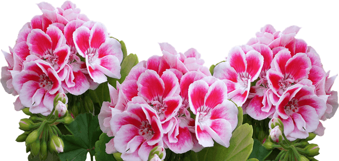 Geranium PNG