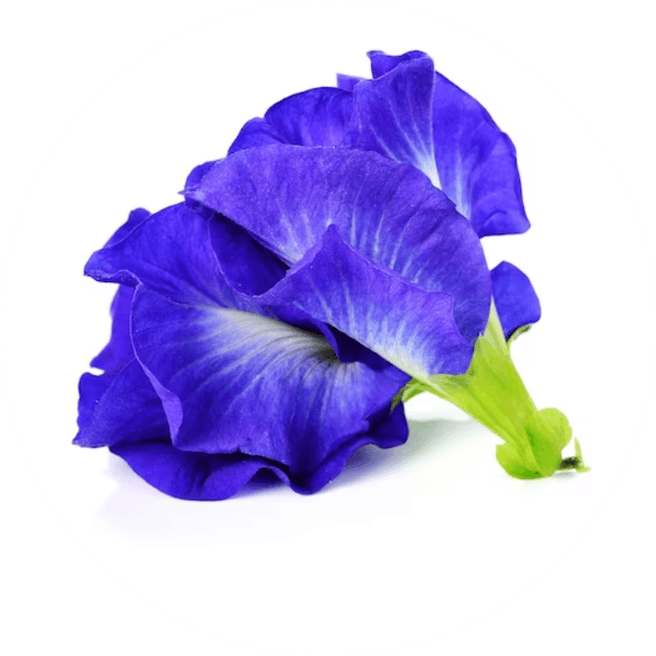 Blue Butterfly Pea Flower PNG
