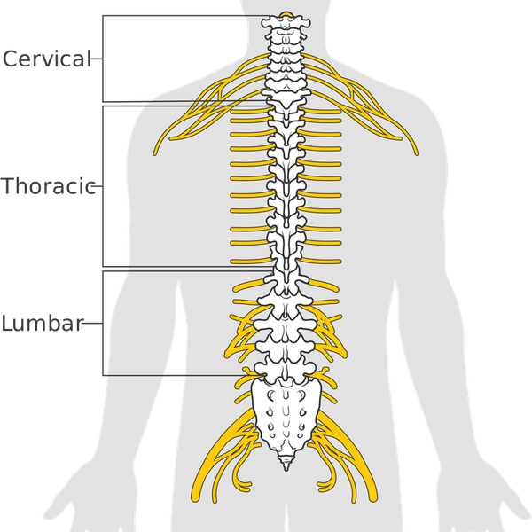 Anatomy PNG