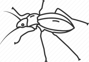 Stink Bugs PNG