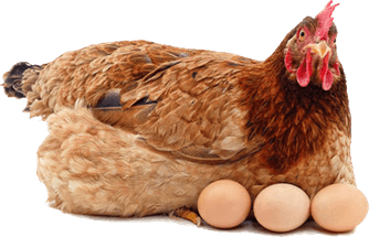 Chicken Laying Egg PNG