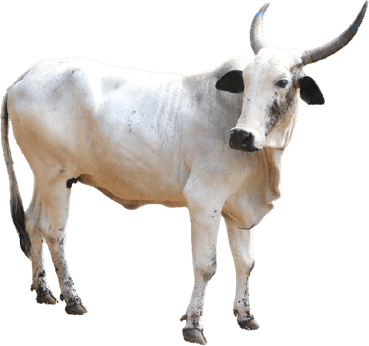 Indian White Cow PNG