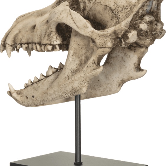 Wolf Skull PNG