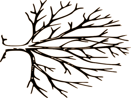Tree Outline PNG