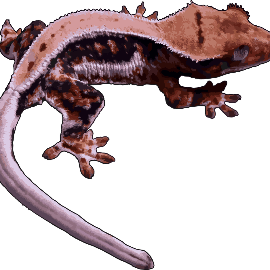 Leopard Lizards PNG