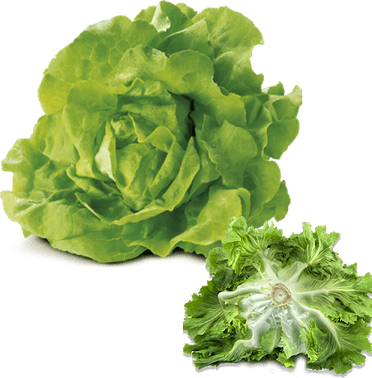 Butterhead Lettuce PNG