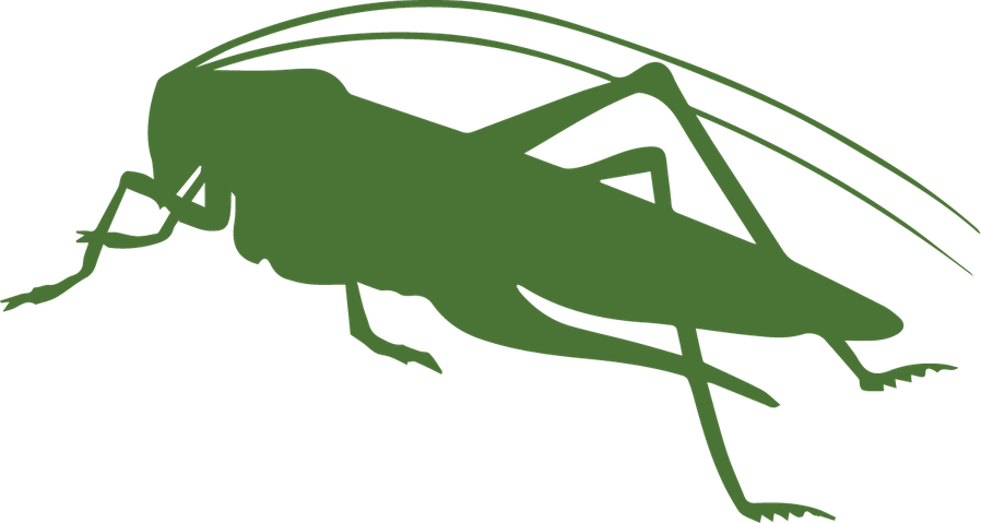 Bush Crickets PNG