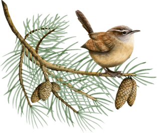 Forest Bird PNG