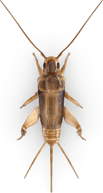 Cricket Insect PNG