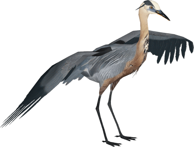 Herons PNG