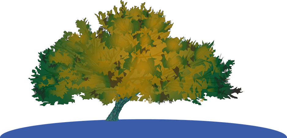 American Elm Tree PNG