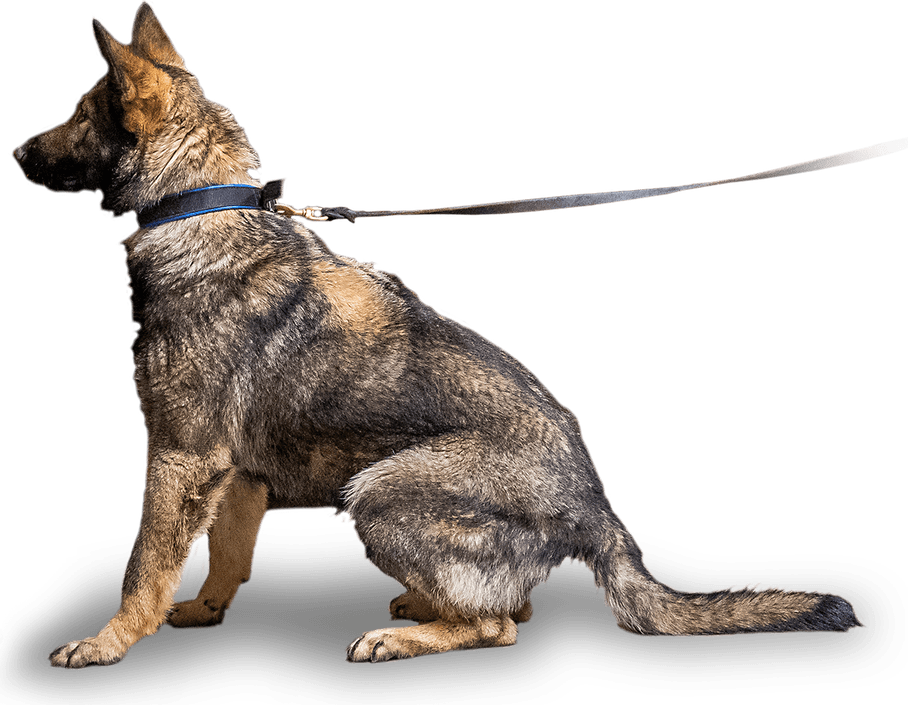 Police Dog PNG