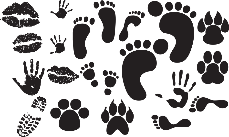 Animal Footprints PNG