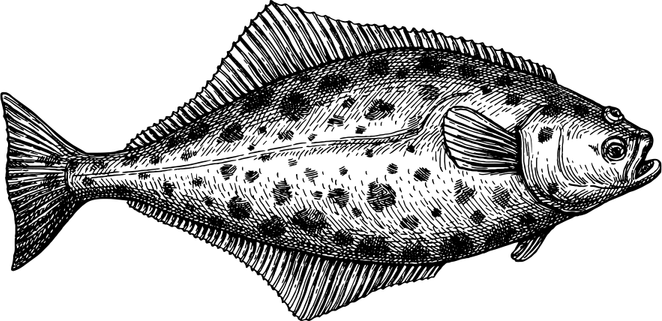 Halibut PNG