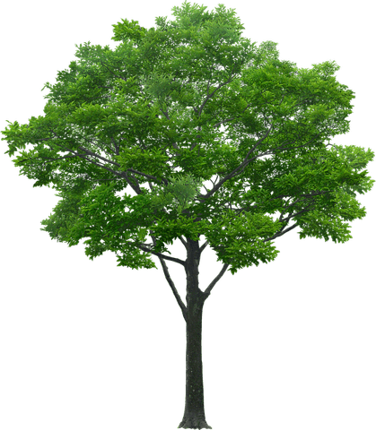 Arbol PNG