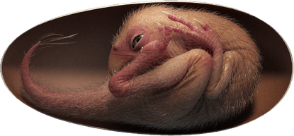 Dinosaur Egg PNG