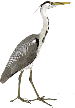 Herons PNG
