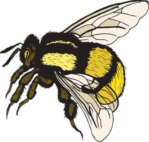 Bumblebee Insect PNG