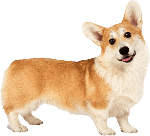 Corgi PNG
