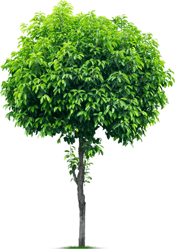 Environment Tree PNG