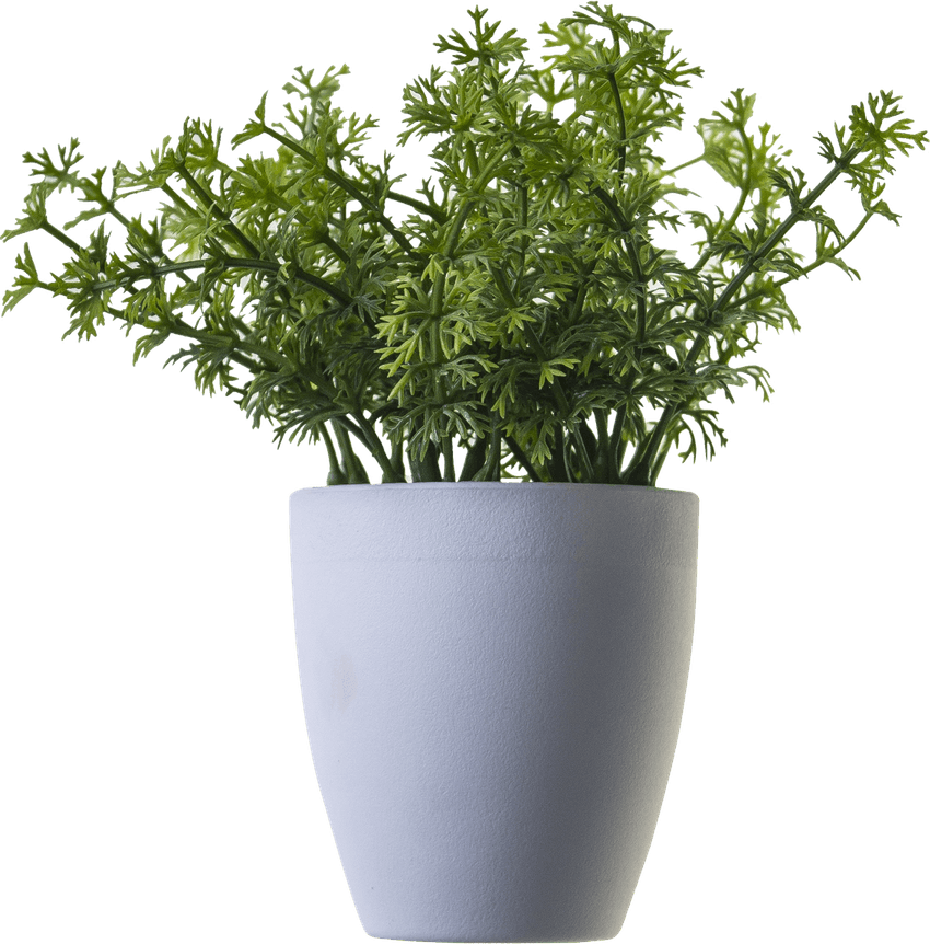 Plant Mom Aesthetics Theme PNG