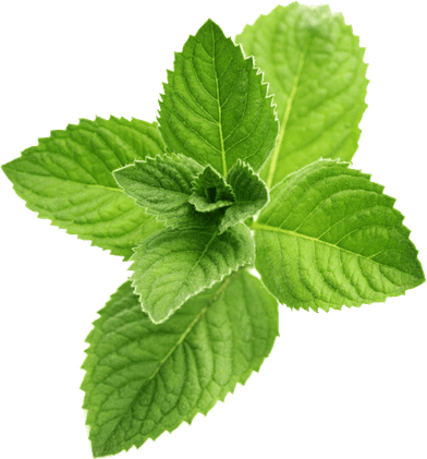 Mint Leaves PNG