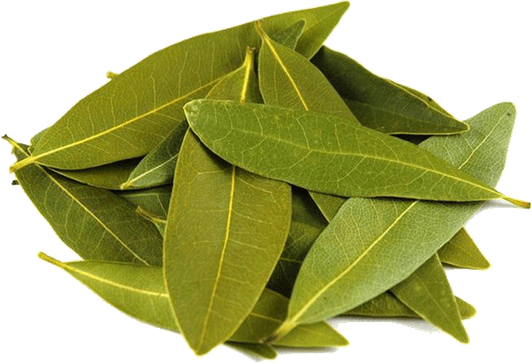 Bay Leaves PNG