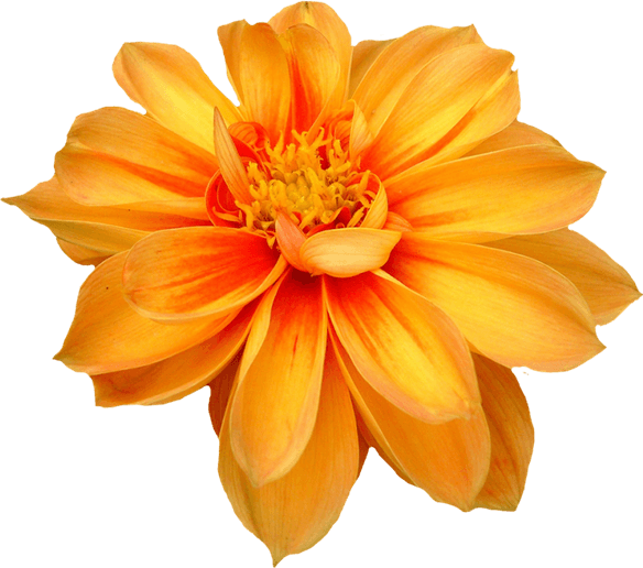 Dahlias PNG