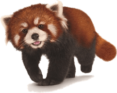 Red Panda PNG