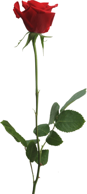 Red Rose PNG