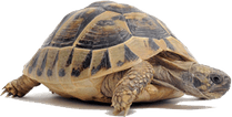 Animals PNG