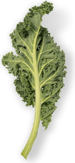 Mustard Greens PNG