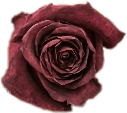 Wilting Rose PNG