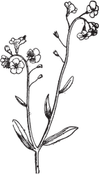 Black Flower PNG