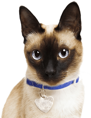 Javanese Cat PNG