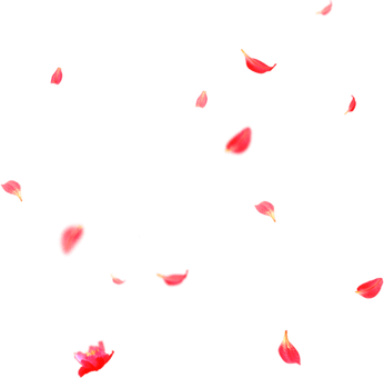 Petals PNG