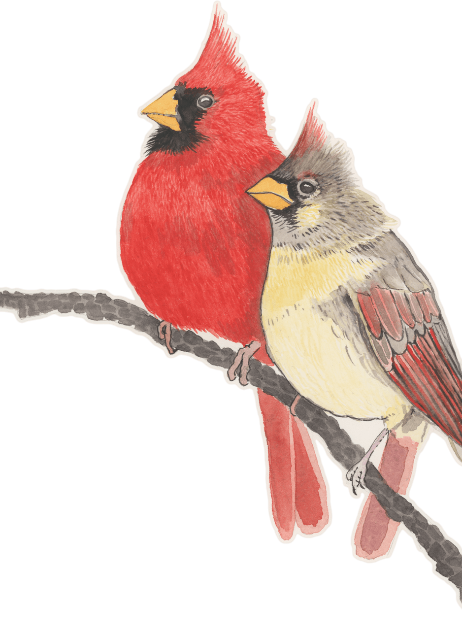 Pied Northern Cardinal PNG