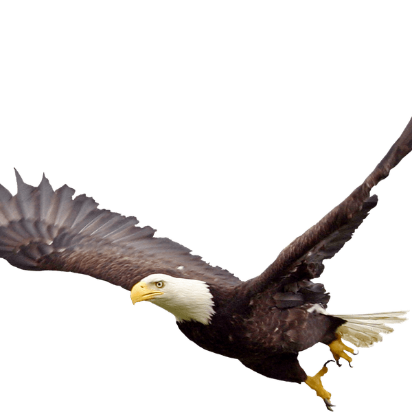 Fish Eagle PNG